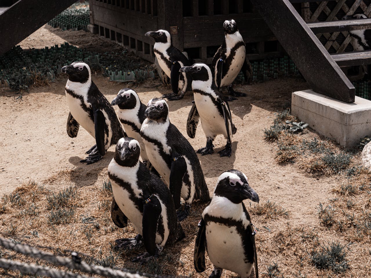 Image of penguins in a Zoo
