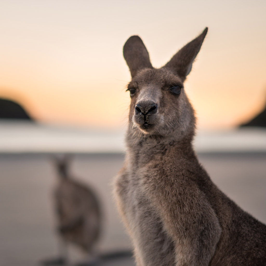 Kangaroo in Byron Bay