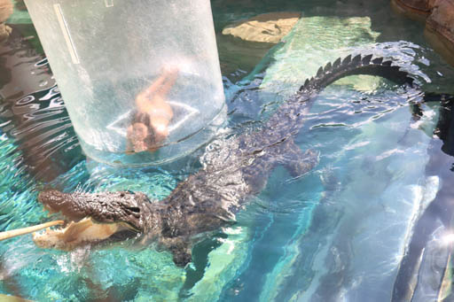 Swimming with crocodiles