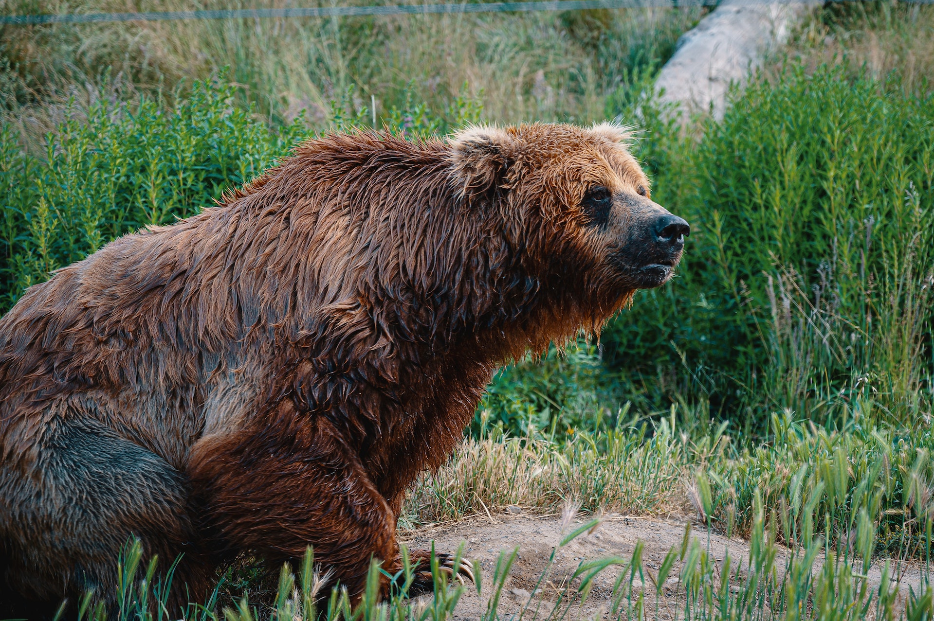 Brown Bears British Columbia
