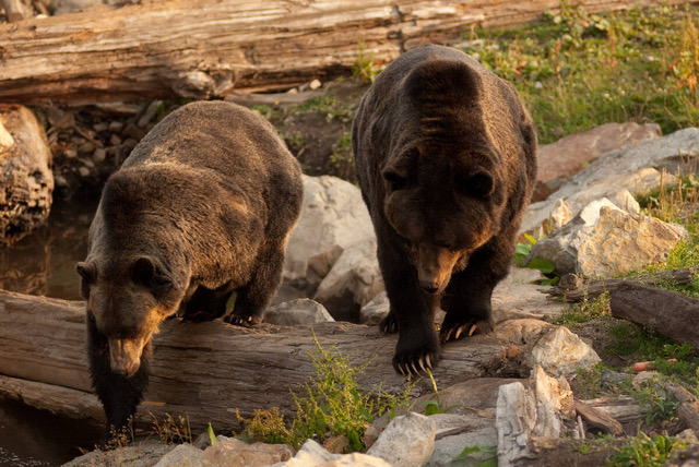 Brown Bears British Columbia