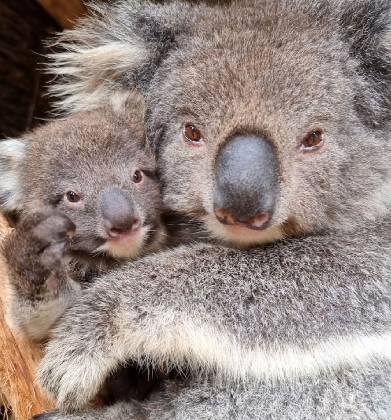 koalas to see on your campervan rental in australasia