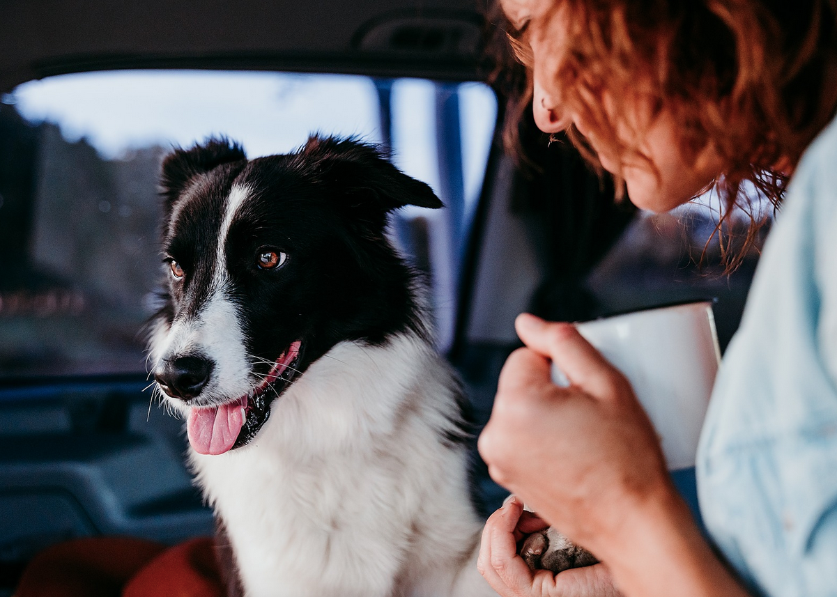 Pet with owner on motorhome holiday