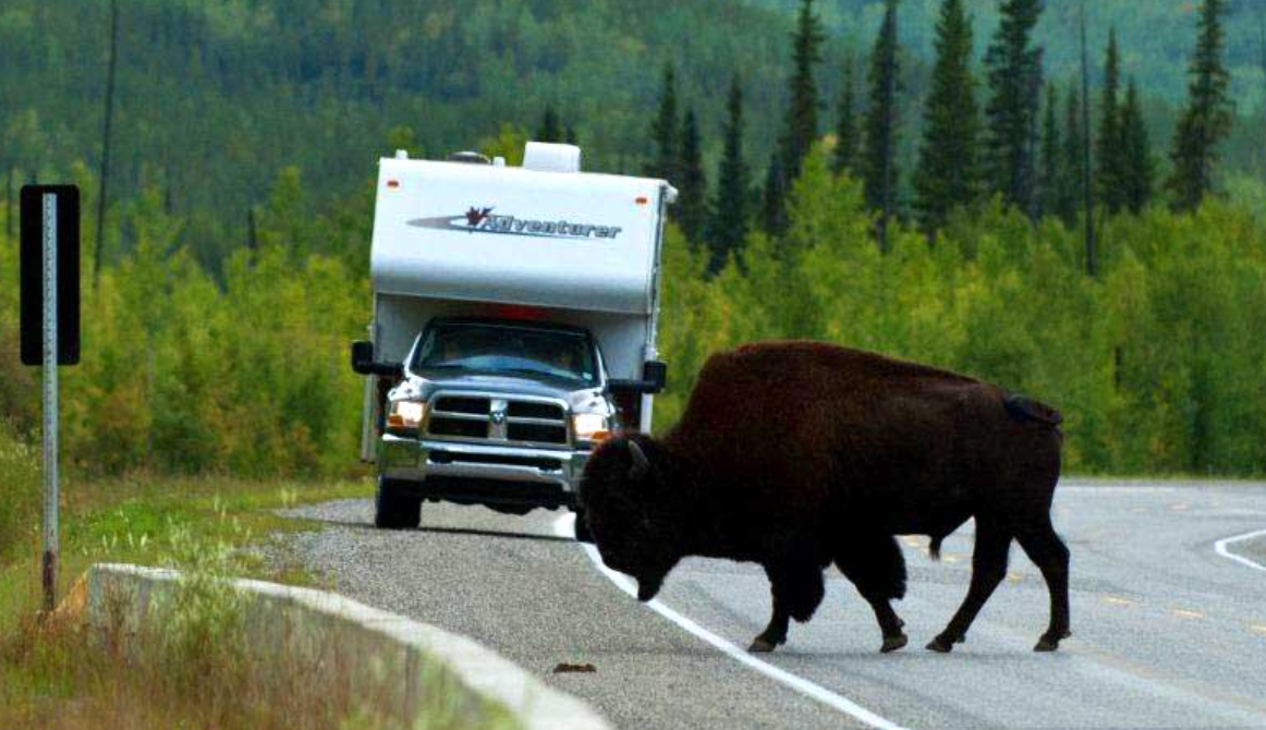 RV campervan looking at Bison on the road in Canada